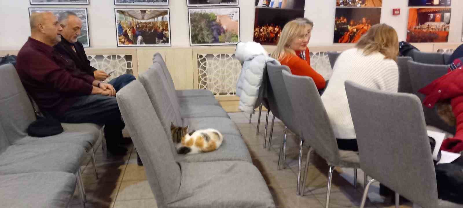 Soğukta üşüyen kedi sanat merkezine sığındı