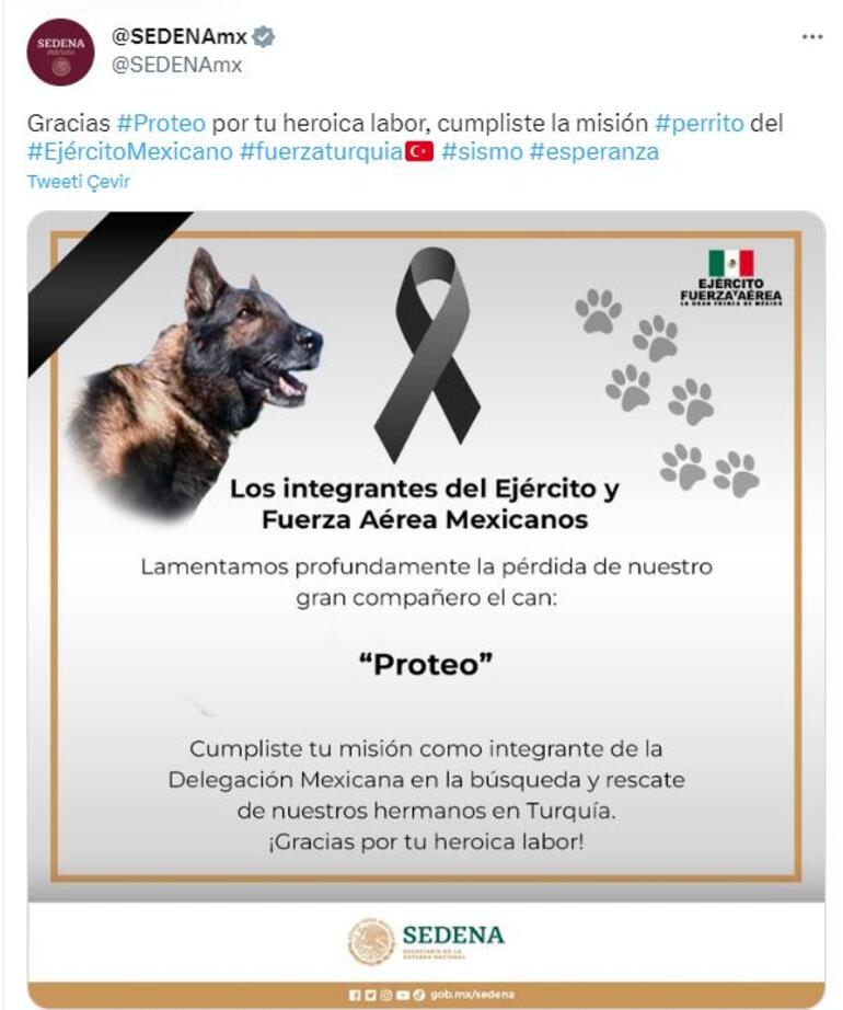 Meksika’dan gelen kurtarma köpeği ‘Proteo’ hayatını kaybetti