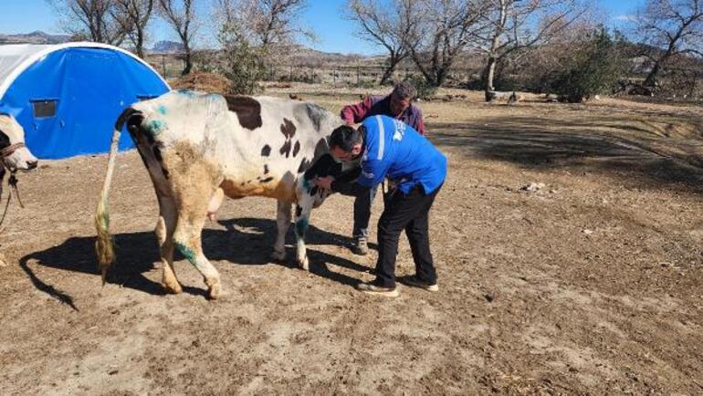 Enkazdan çıkartılan 3 inek, Emekli Hayvanlar Çiftliği'nde tedaviye alındı
