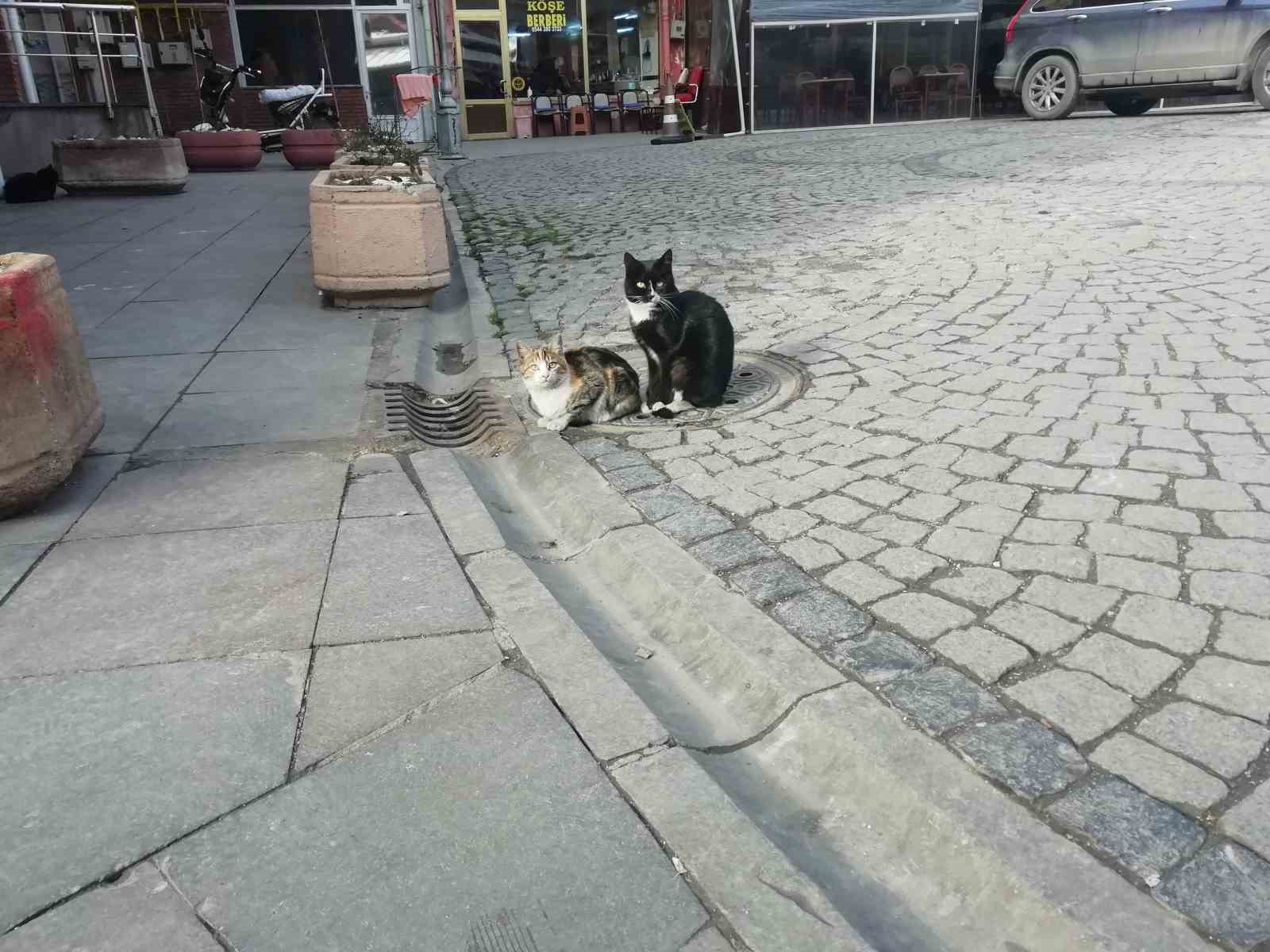 Üşüyen kediler ısınmak için çözüm yolu buldu