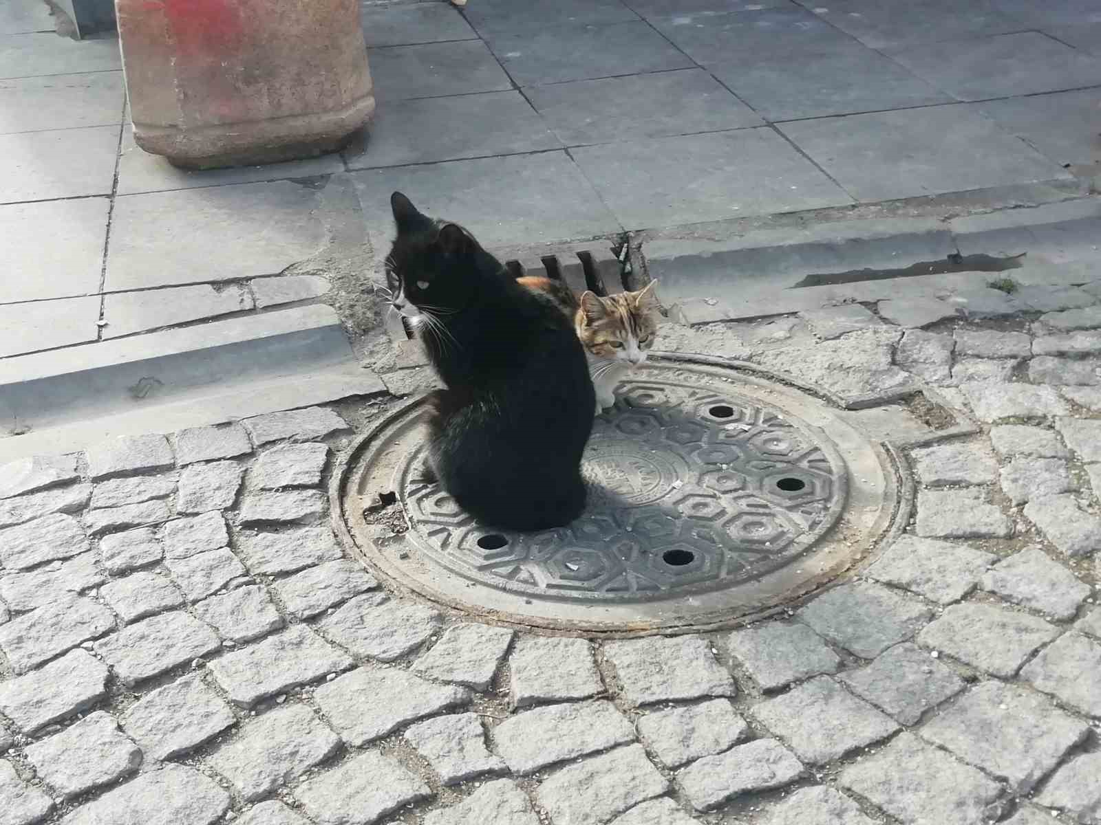 Üşüyen kediler ısınmak için çözüm yolu buldu