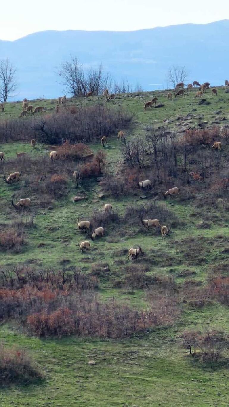 Elazığ’da nesli tehlikedeki dağ keçileri sürü halinde görüntülendi