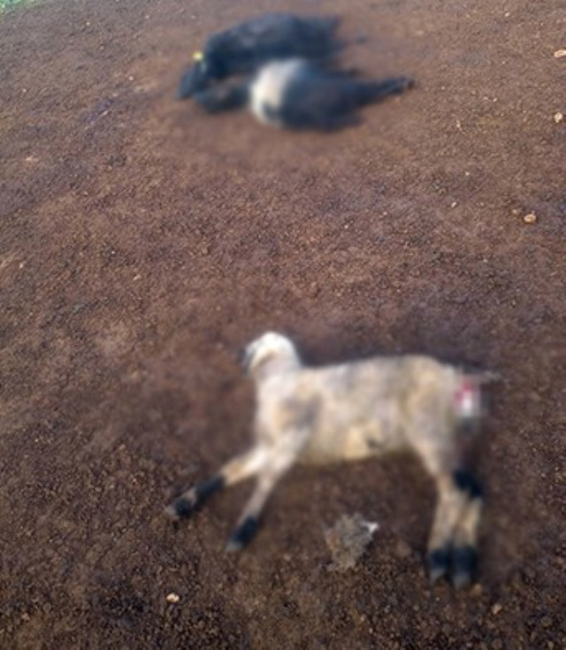 Yer: Adana! Aç kalan sokak köpekleri bir yılda 30 koyunu telef etti, çobanlar isyan ediyor