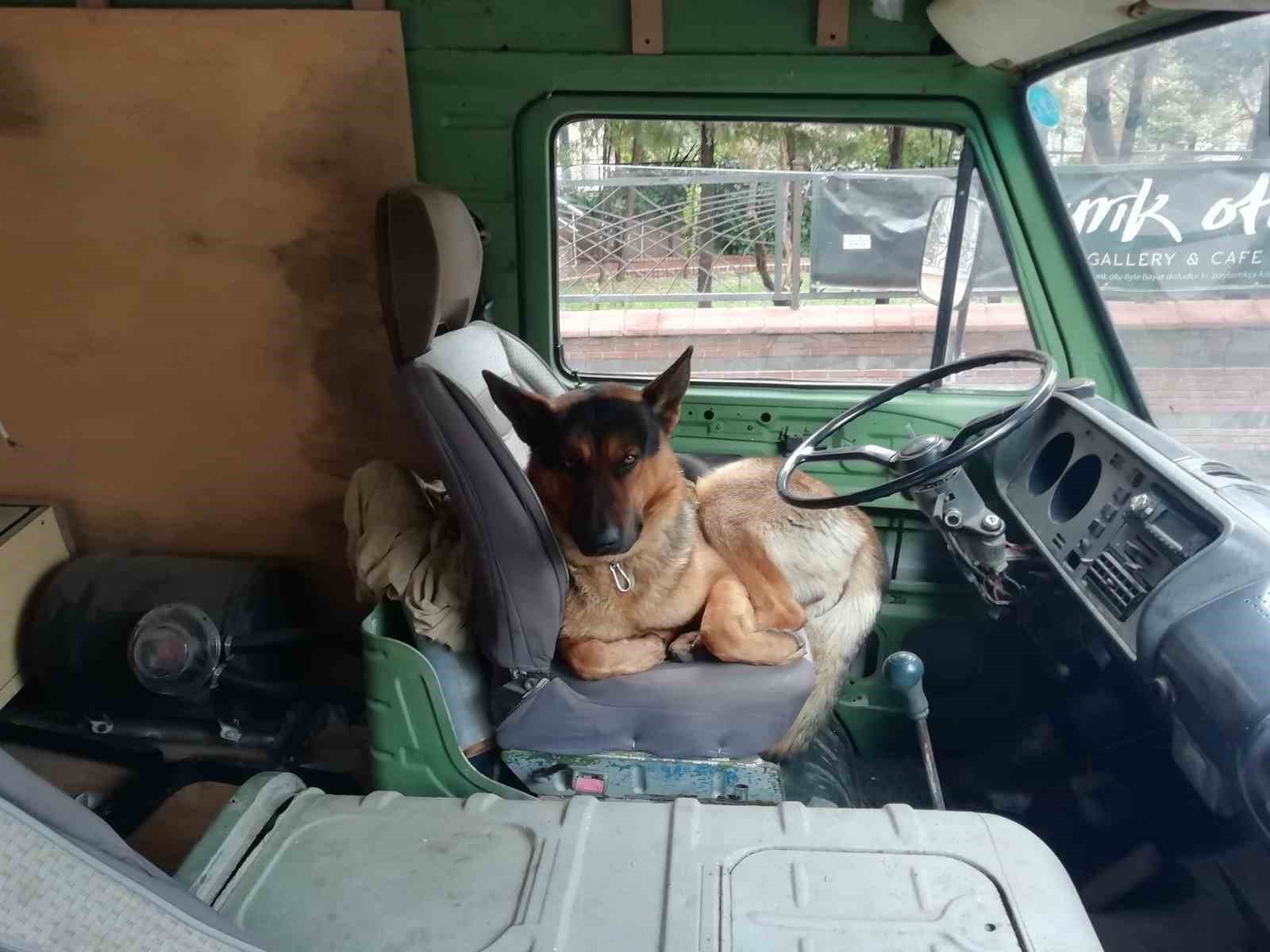 Her sabah şoför koltuğunda bekleyen sevimli köpek merak konusu oldu