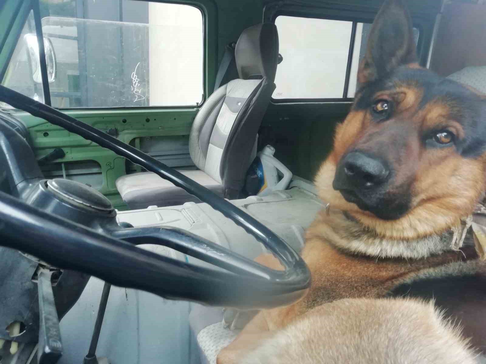 Her sabah şoför koltuğunda bekleyen sevimli köpek merak konusu oldu