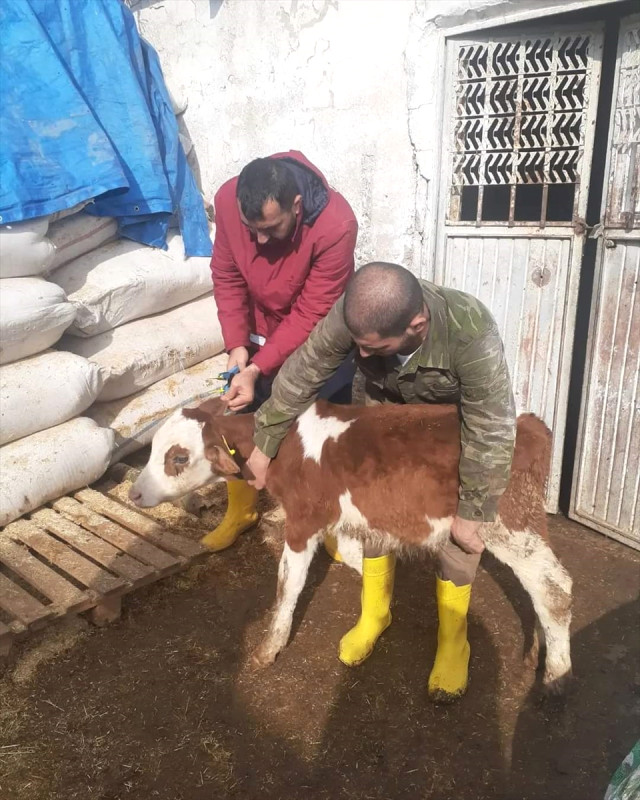 Şap krizi büyüyor! Sivas'ta da hayvan hareketleri yasaklandı