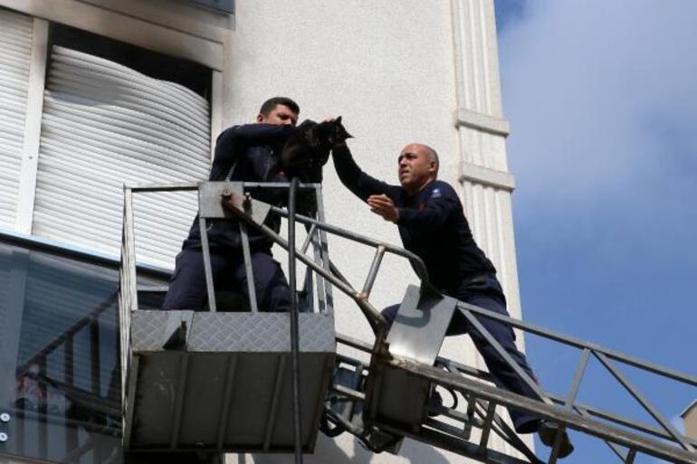 Yangında panjur ile balkon camı arasına sıkışan kedi kurtarıldı
