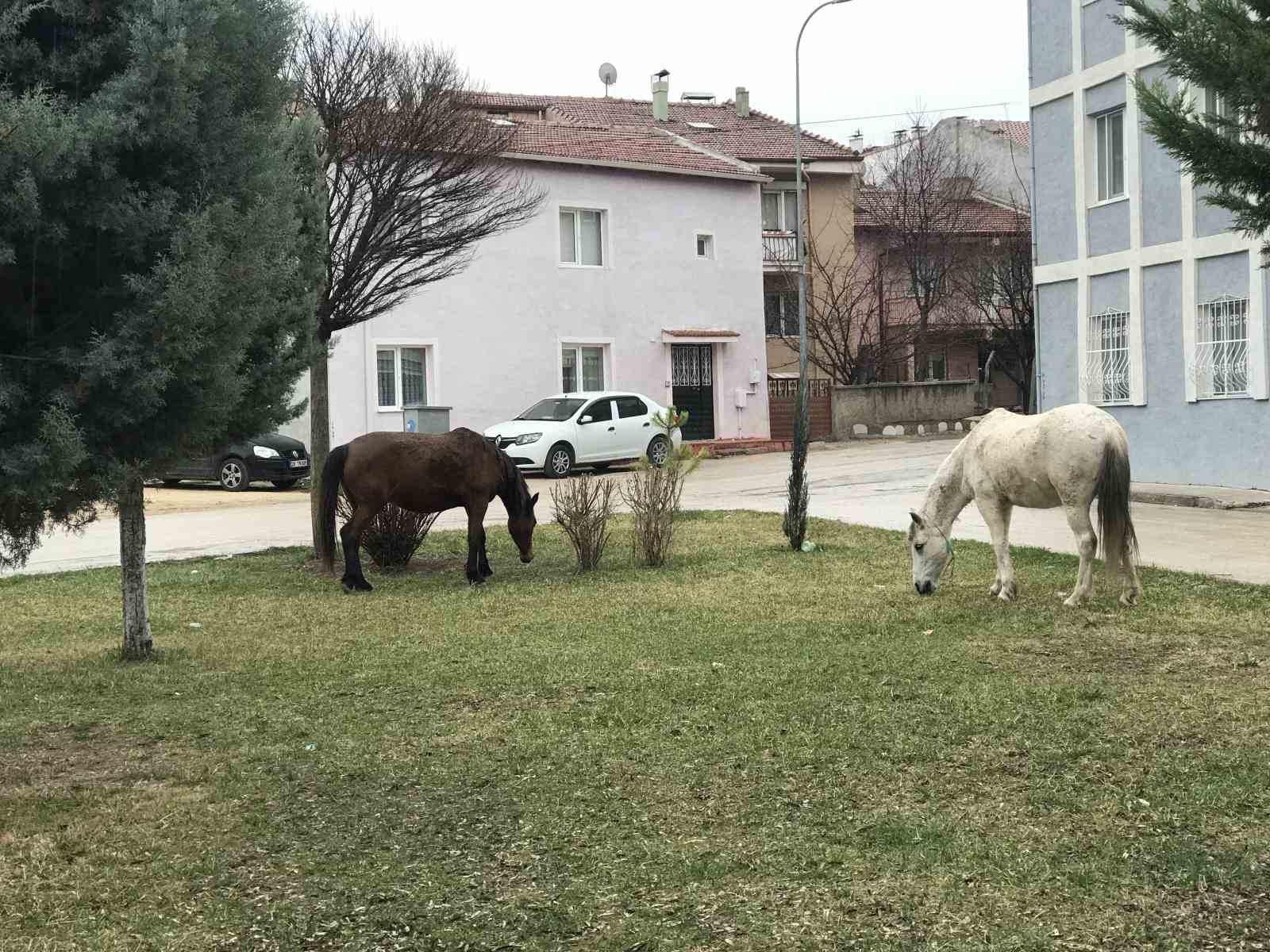 Başıboş gezen atlar yine cadde ve sokaklarda