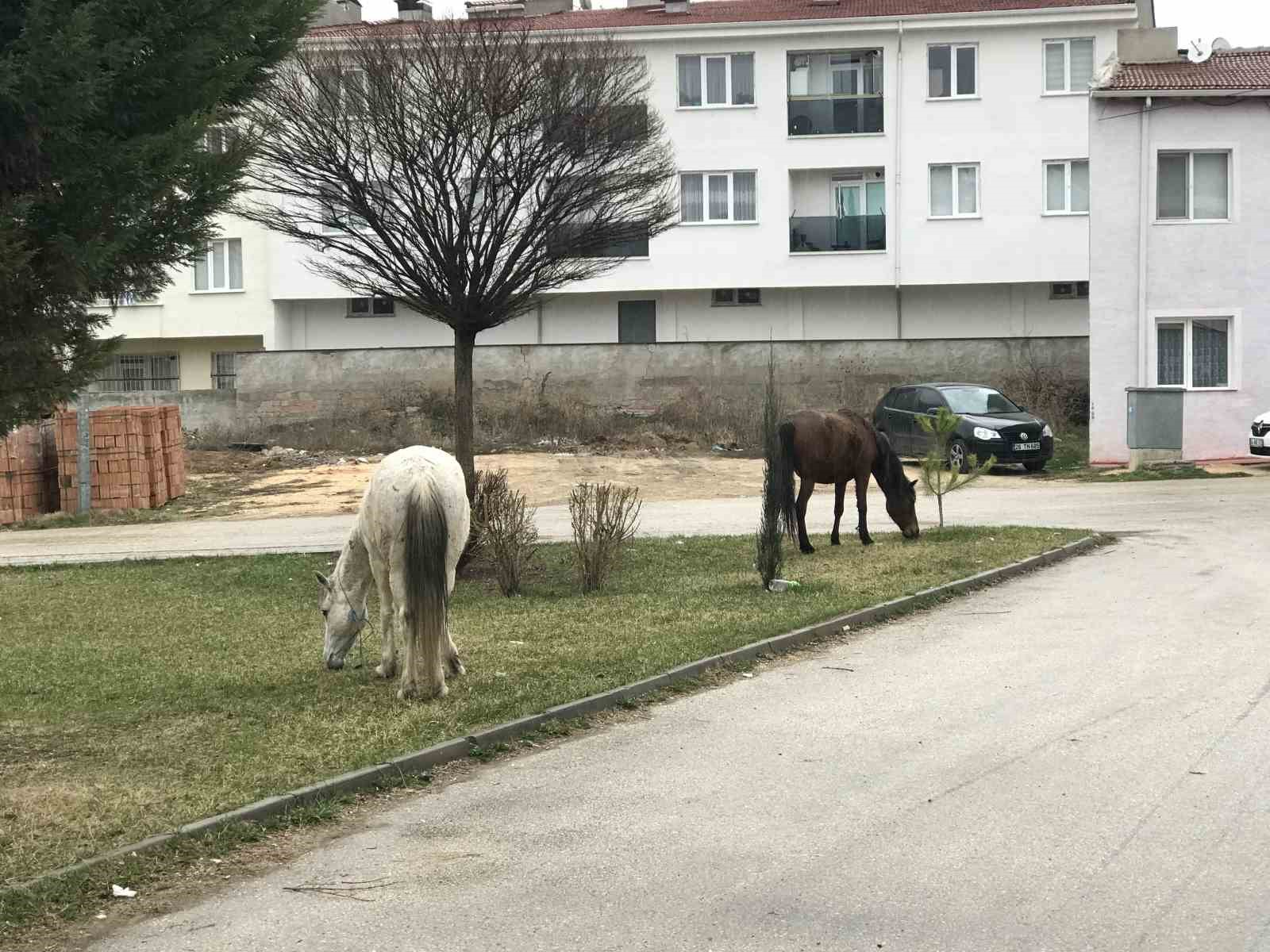Başıboş gezen atlar yine cadde ve sokaklarda