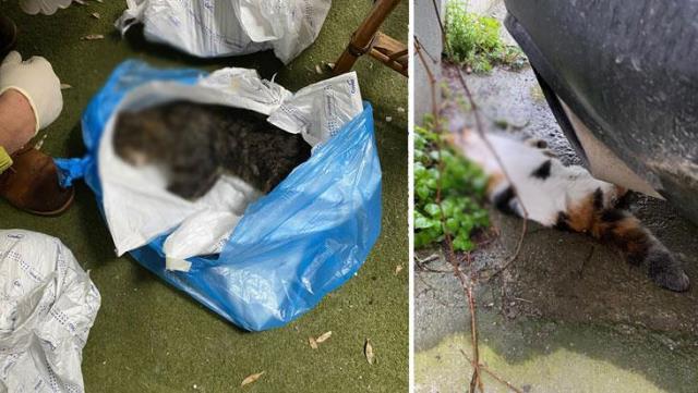 Kadıköy'de yaşanan toplu kedi ölümleri mahalleliyi ayağa kaldırdı! Evde beslenen kediler de kayıp