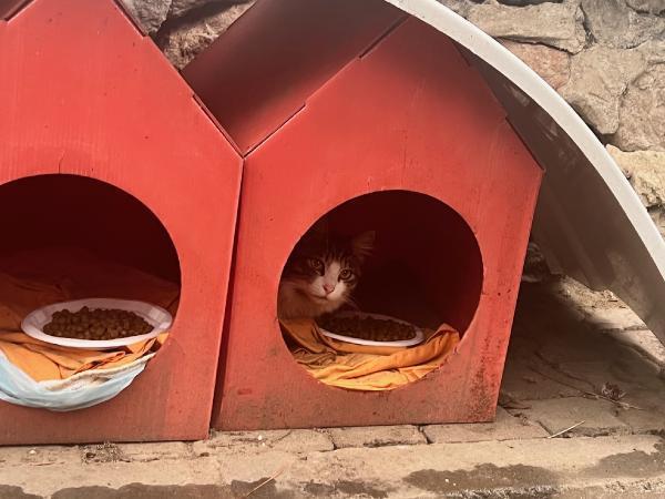Kadıköy'de yaşanan toplu kedi ölümleri mahalleliyi ayağa kaldırdı! Evde beslenen kediler de kayıp