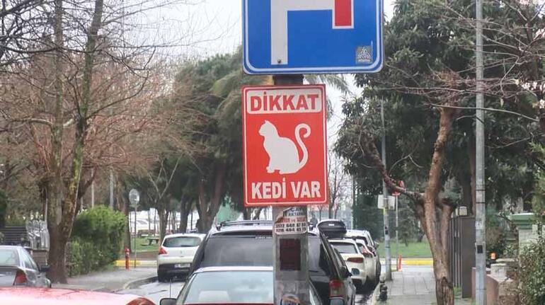 Kadıköy'de mahalleliyi ayağa kaldıran toplu kedi ölümleri