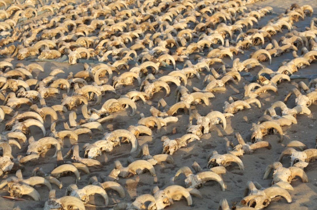 Mısır'da 2 bin mumyalanmış koç başı bulundu