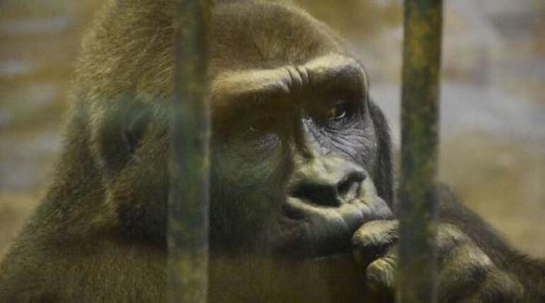 ‘Dünyanın en yalnız gorili’ için başlatılan imza kampanyası 120 bini buldu