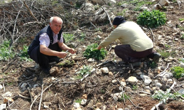 Altın değerinde! Yanan ormanlık alanda yetişen kuzugöbeği mantarı köylülerin yüzünü güldürdü