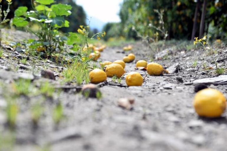 Arsuz’da limon dalında kaldı; perakendeciler hasat için seferberlik başlattı
