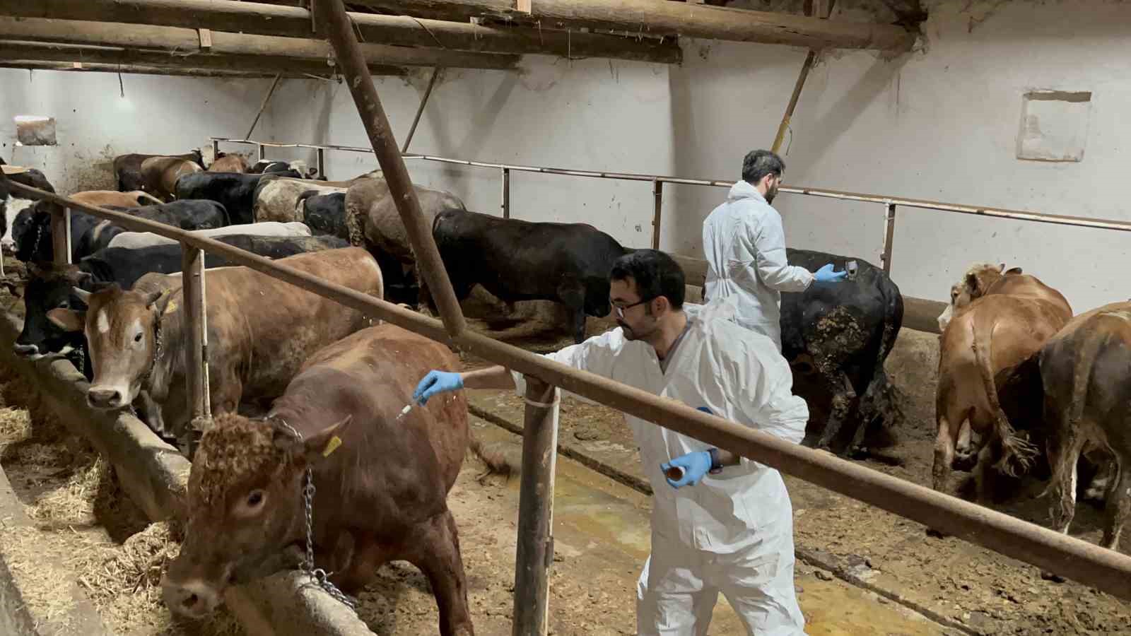 (ÖZEL) Şap hastalığına karşı ekipler sahada