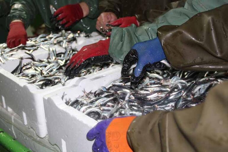 Karadeniz’de ‘hamsi avı 1 yıl ertelensin’ çağrısı