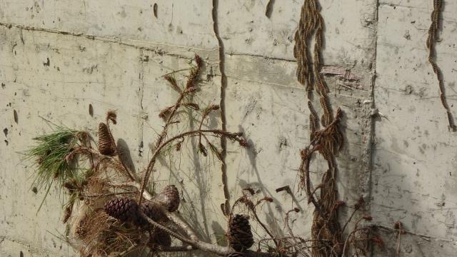 Manavgat'ta çam kese böceği istilası! Sürüler halinde binalara girip vatandaşın uykularını kaçırıyorlar