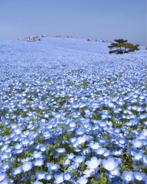 Dünyaca ünlü Japon parkında milyonlarca mavi özlem çiçeğinin açması bekleniyor