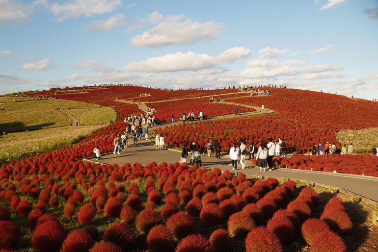 Dünyaca ünlü Japon parkında milyonlarca mavi özlem çiçeğinin açması bekleniyor