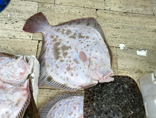 Karadeniz'de avlanan yaklaşık 9 kiloluk kalkan balığı 5 bin liraya satıldı