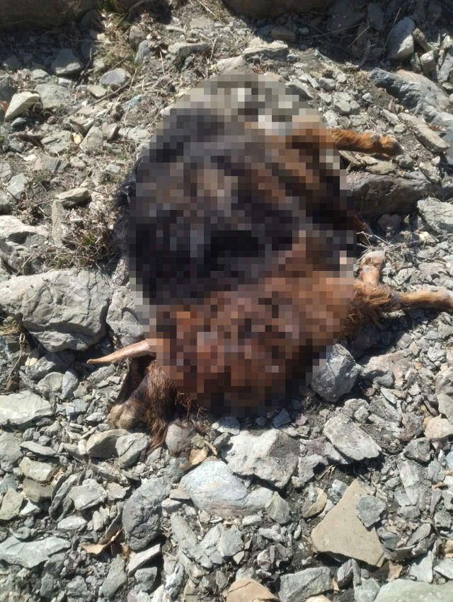 Diyarbakır'da başıboş köpekler, sürüye saldırdı! 11 keçi telef oldu