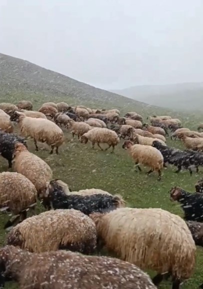 Ahlat'ta mayısta kar sürprizi! Koyunlar merada kara yakalandı
