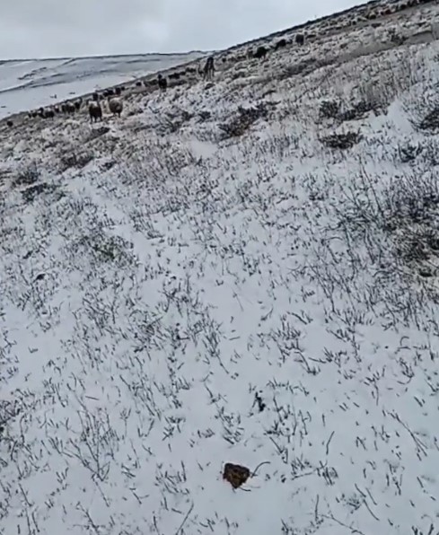 Ahlat'ta mayısta kar sürprizi! Koyunlar merada kara yakalandı