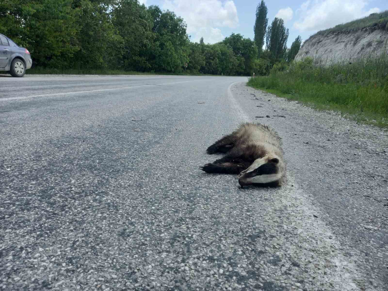 Nesli tükenen porsuk ölü bulundu