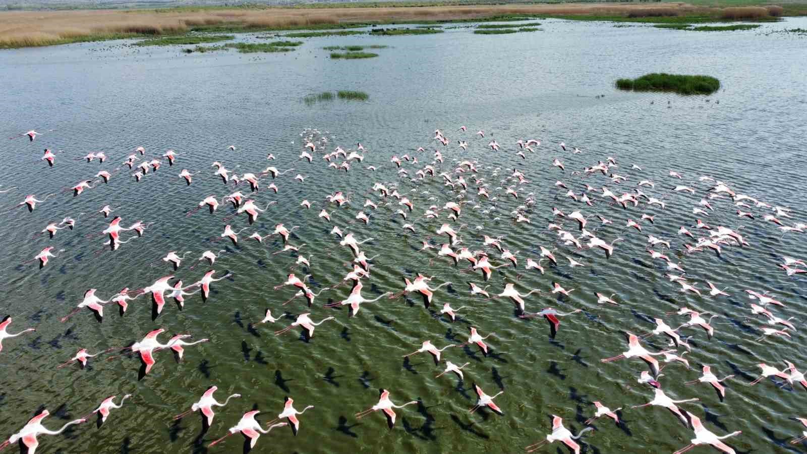 (ÖZEL) Flamingolar göç yolunda dron ile görüntülendi