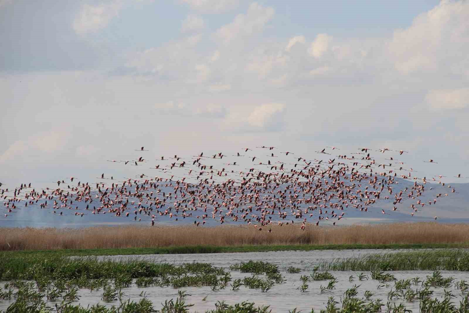 (ÖZEL) Flamingolar göç yolunda dron ile görüntülendi
