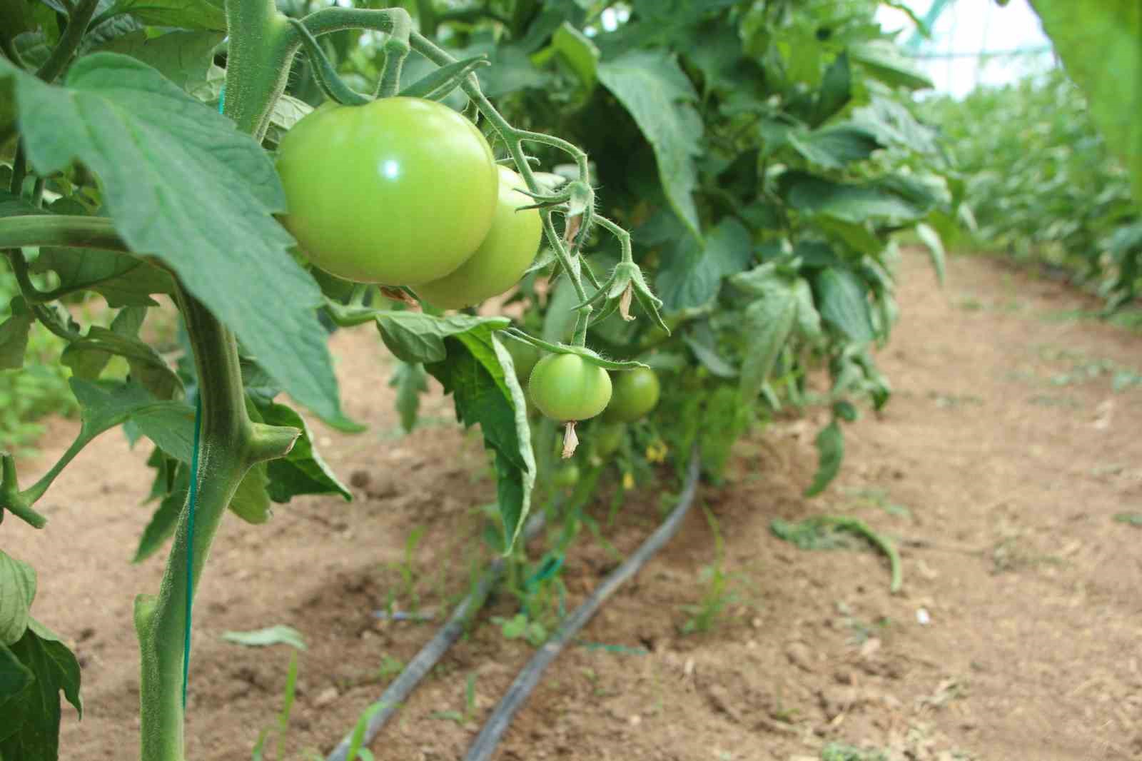 Türkiye’nin domates ihtiyacının yüzde 30’u bu bölgeden sağlanacak