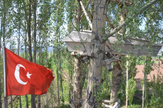 Ağacın dallarına asılan tabut görenleri ürkütüyor! Nedeni olay kadar ilginç