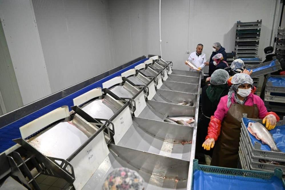 Kayseri’deki tesiste günlük 60 ton balık işleniyor