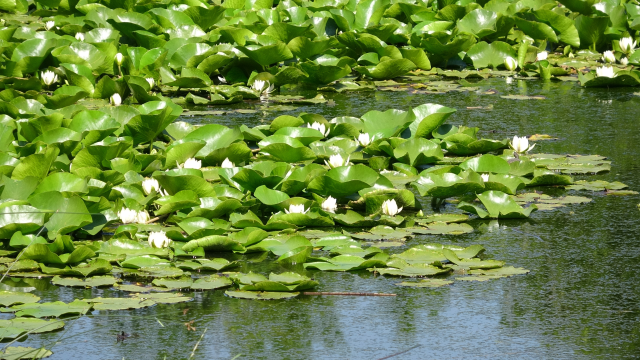 Nilüfer Gölü'nde koruma altındaki nilüfer çiçeklerini koparanlara 244 bin lira ceza kesiliyor