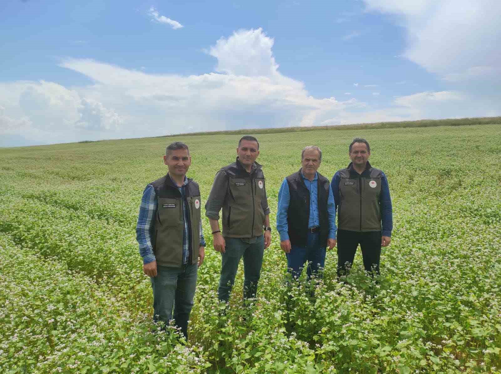 Dinar’da bu yıl ilk kez ekilen kara buğday çiçek açtı