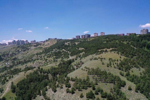 Aralıksız yağışlar Ankara'yı adeta Karadeniz'e çevirdi! Dağlar tepeler yeşil örtüyle kaplandı