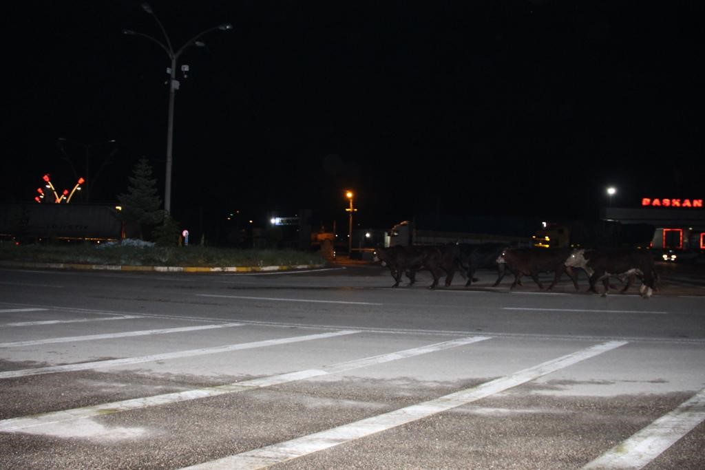 Büyükbaş hayvana çarpıp, şarampole giren araçta AK Parti milletvekili ve oğlu yaralandı