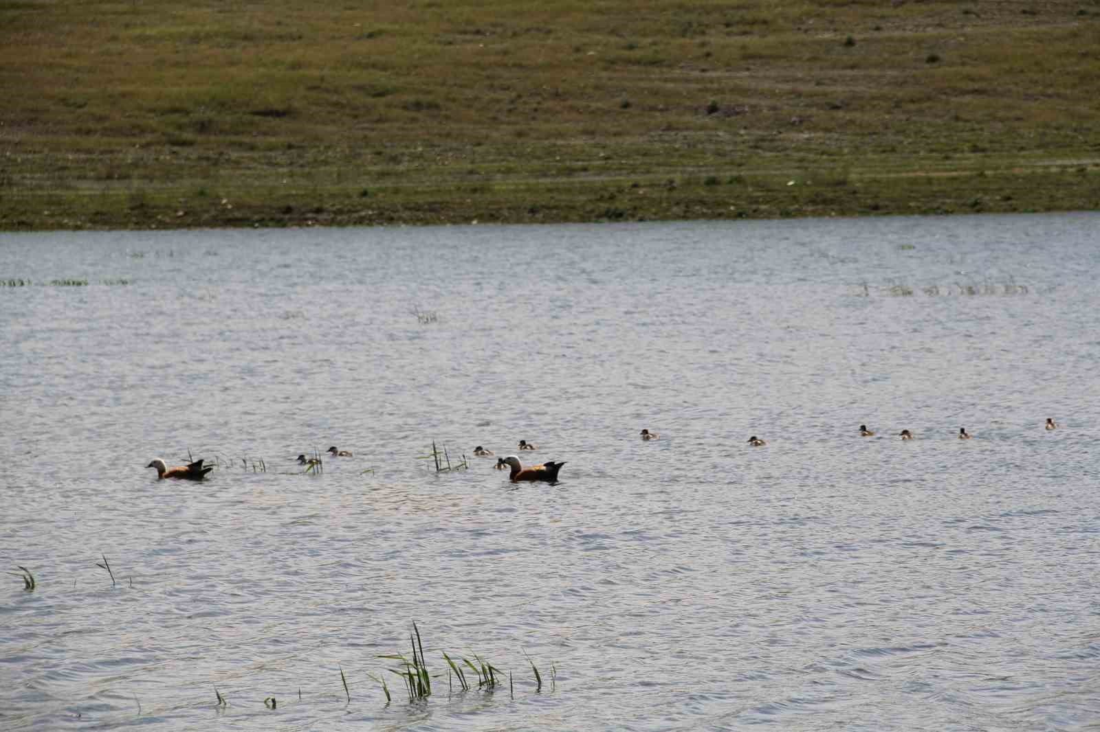 11 yavrusuyla birlikte yüzen angutlar hoş manzaralar çıkardı
