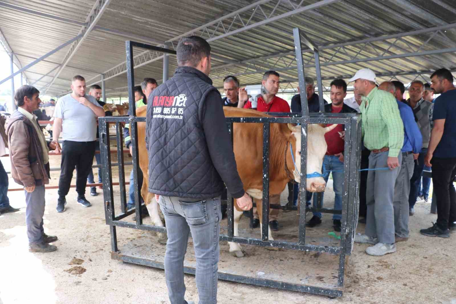 Hayvan pazarının 1’er tonluk danaları alıcısını bekliyor