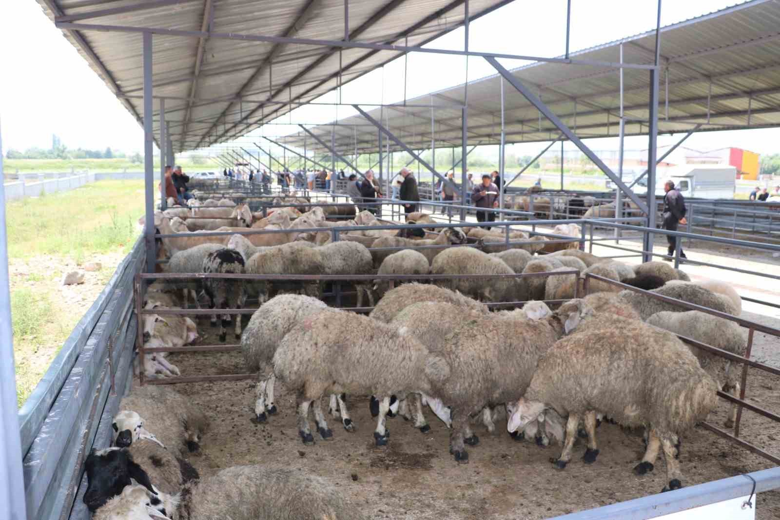 Hayvan pazarının 1’er tonluk danaları alıcısını bekliyor