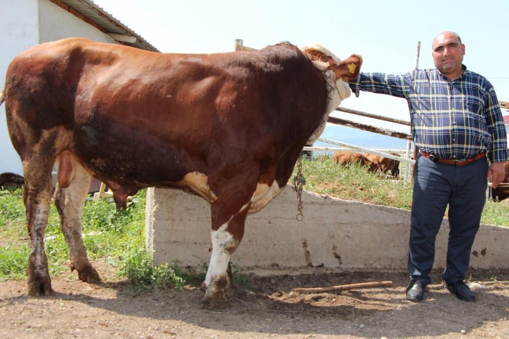 Sungurlu'da 1.2 tonluk yiğit, 135 bin liraya satıldı