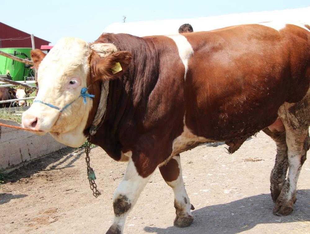 Sungurlu'da 1.2 tonluk yiğit, 135 bin liraya satıldı