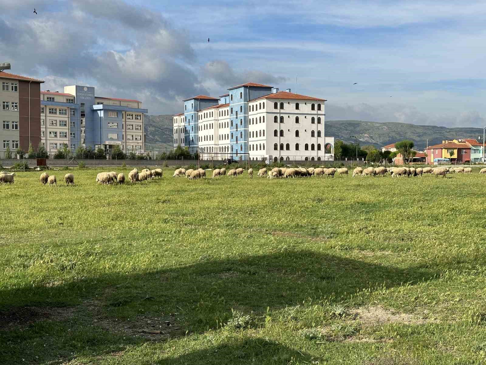 Eski futbol sahası koyunların otlama yeri oldu