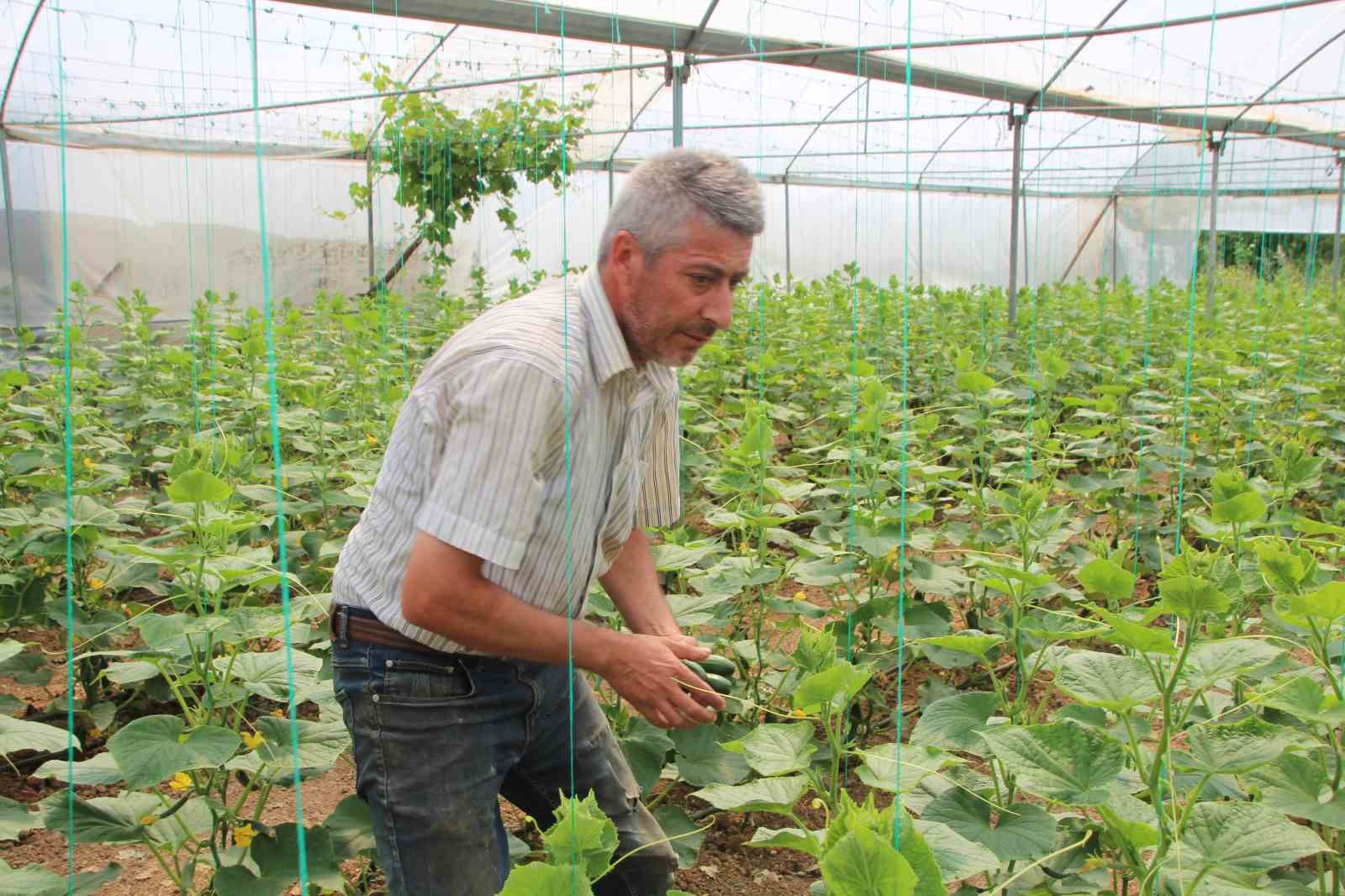 ’Marmara’nın Küçük Antalya’sı’ olarak bilinen Söğüt ve İnhisar ilçelerine bağlı köylerde salatalık hasadı başladı