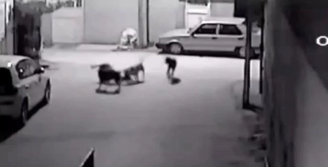 Başıboş sokak köpekleri otomobilin altındaki kediyi parçaladı