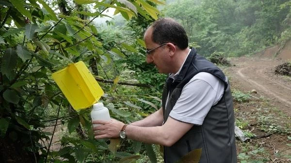 3 ilde kestane ormanlarını istila eden 'katil arı'ya karşı yeni önlem! Yapışkanlı tuzaklar devrede