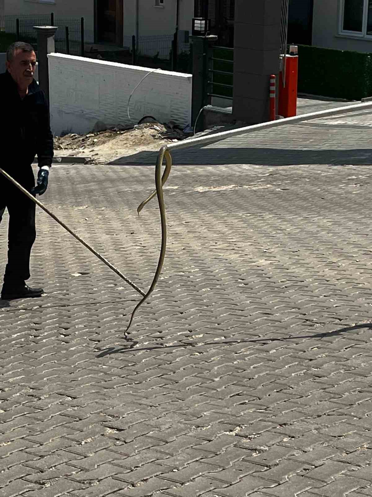 Bozüyük Belediyesi itfaiyesinden başarılı yılan operasyonu