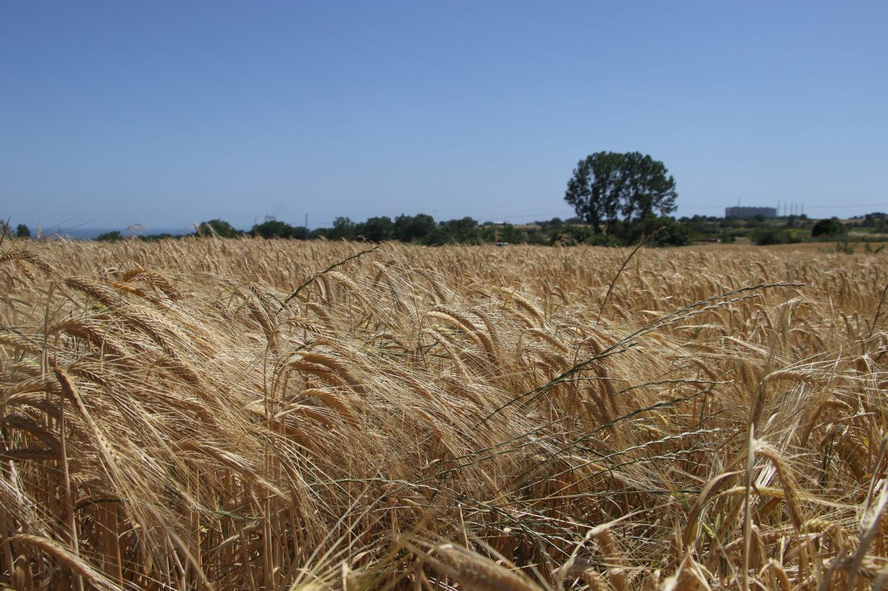 Buğday ve arpa fiyatları çiftçilerin beklentisini karşıladı!